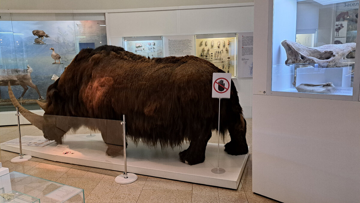 Справа в витрине - челюсть шерстистого ногсорога. Фото автора.