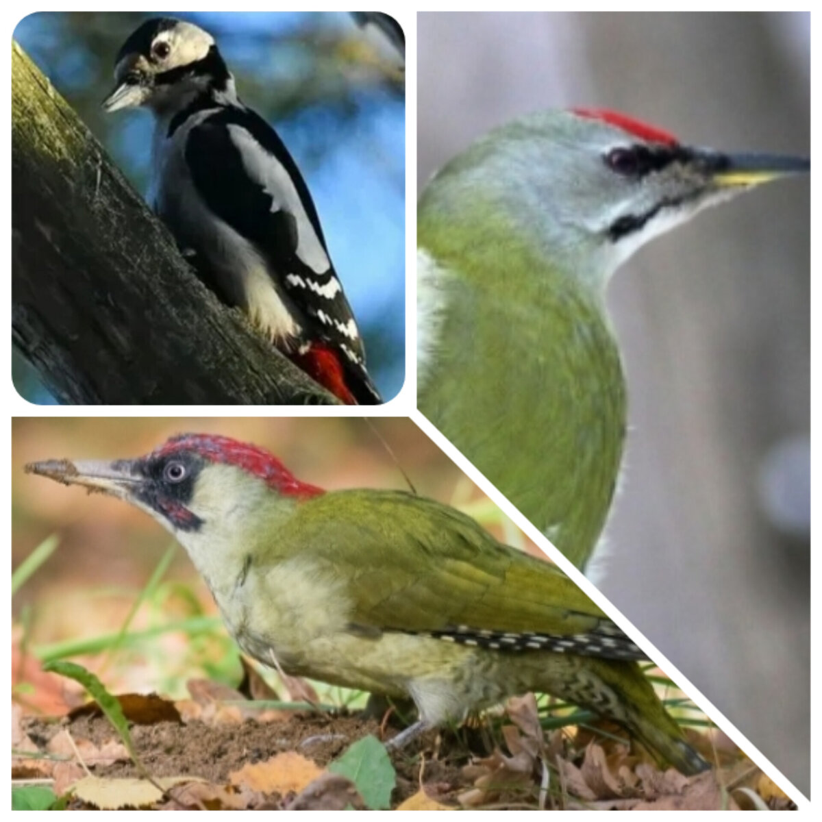 Коллаж автора. 