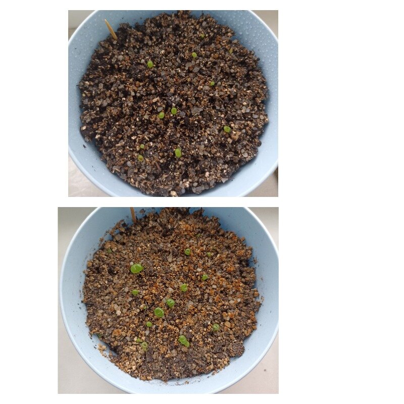 Семена заказала на озон, пришли быстро. Посеяла в начале февраля, накрыла плёнкой, создавая"парник" до первых всходов.  Результатами пока довольна, посмотрим как они будут развиваться дальше😉 На фото разница в 1,5 месяца