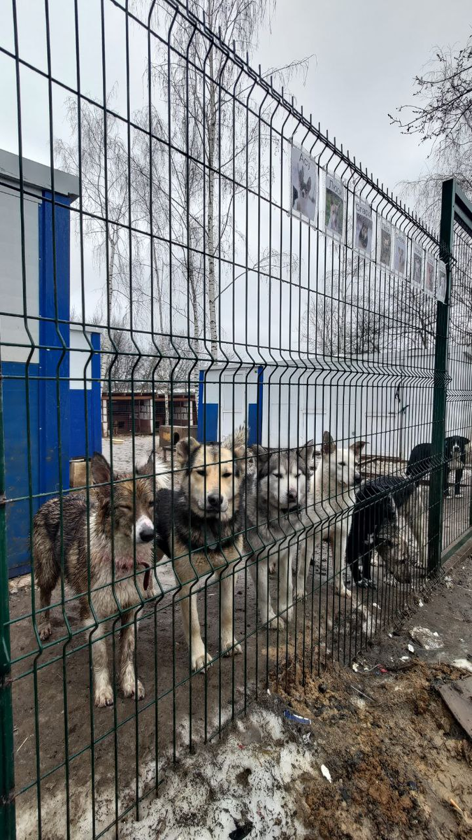 Готовы гулять, ждут
