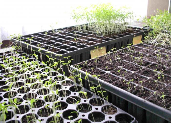 сельдерей черешковый посев. всходы сельдерея. рассада сельдерея черешкового. рассада сельдерея корневого. пастернак растение петрушка.