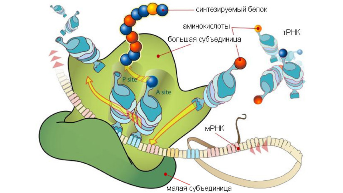 Рибосома "в деле" - синтез белков