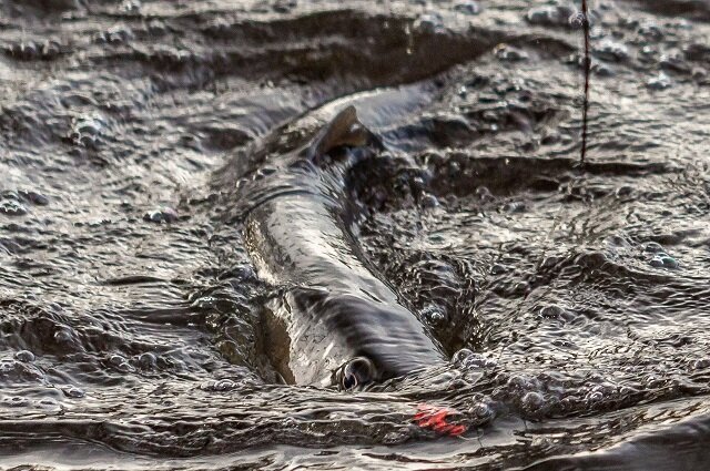 В чистейших якутских реках можно побороться с "царём рыб"