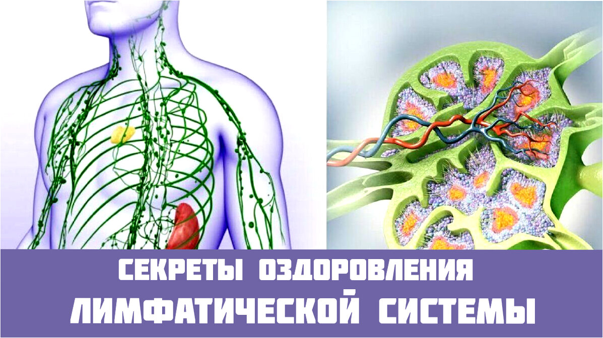 Секреты оздоровления лимфатической системы: 4 ключевых шага к легкости и  энергии | Даниил Богданов. Кумиром должен быть ты! | Дзен