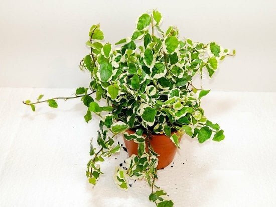 Уайт Санни    фото из открытого источника   