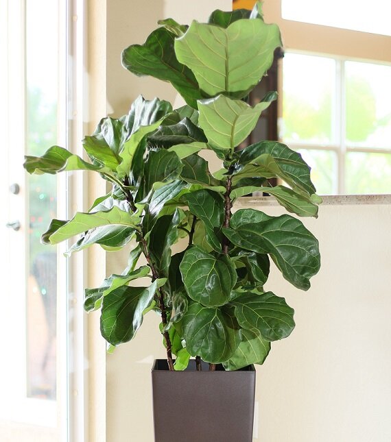 фото из открытого источника