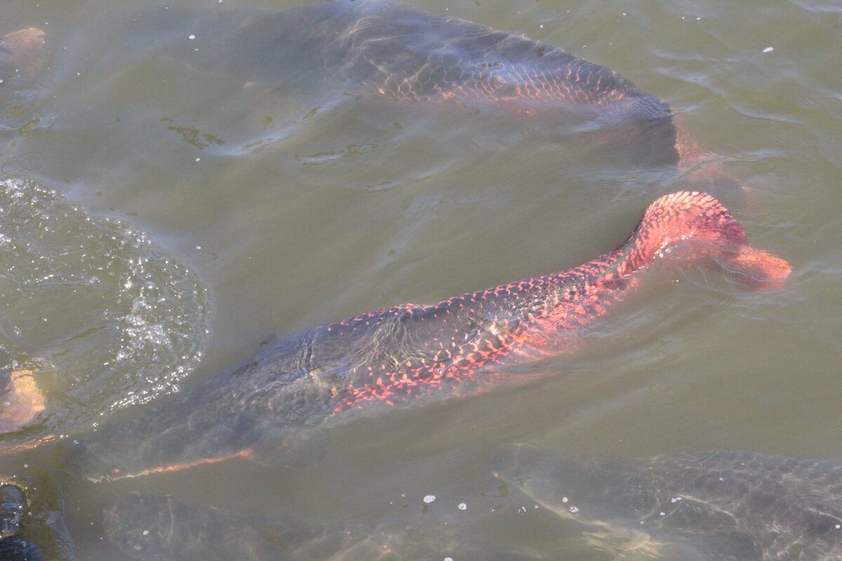 У какой рыбы глаза на одном боку. Сказка о золотой рыбке презентация. Почему 2 2 рыба. Хрещевве и кос нуе робы. Почему 2 2 рыба.