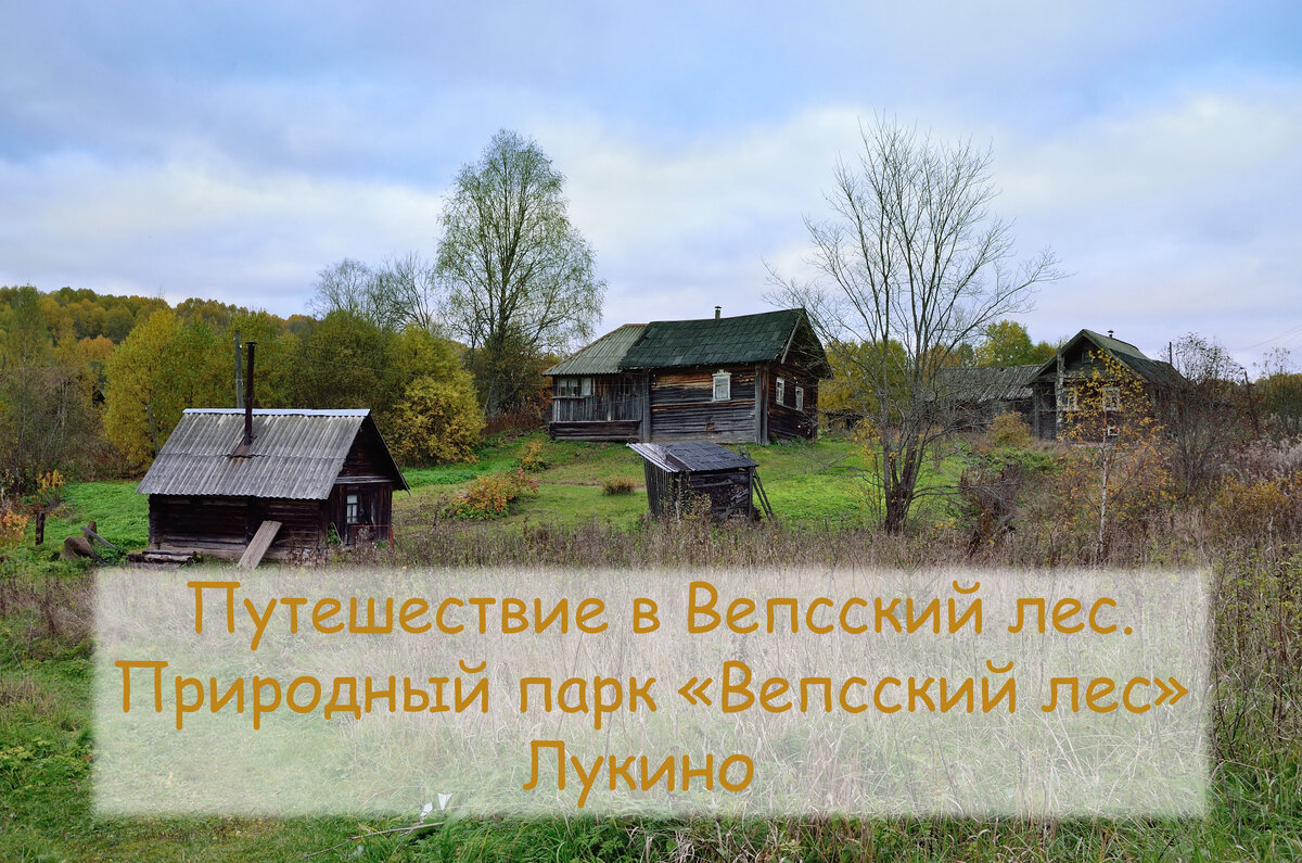 Вепсский лес - или путешествие по межозерью. Часть 8 - Вепсский лес -  Лукино. | Тропами Руси | Дзен