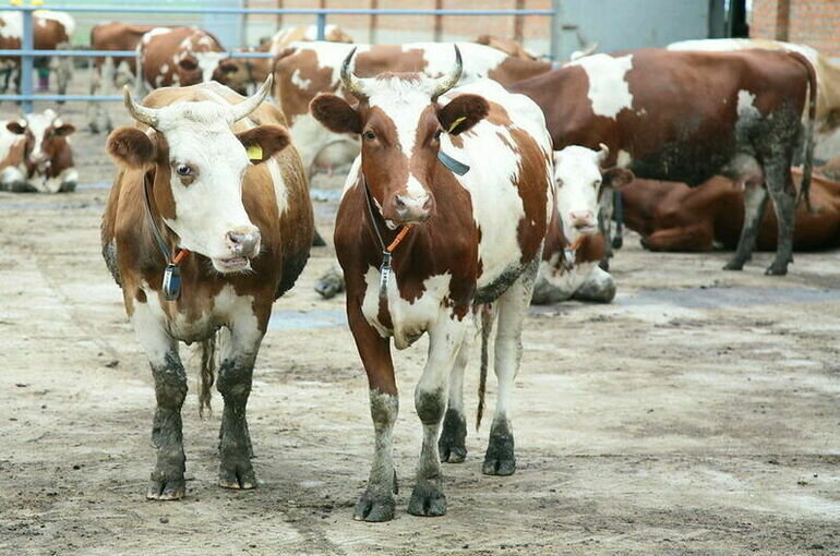   Игорь Самохвалов/ПГ