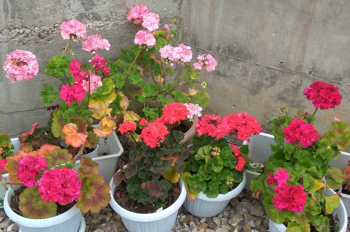 Случайная реализация идеи - вынужденное размещение растений во время стройки.