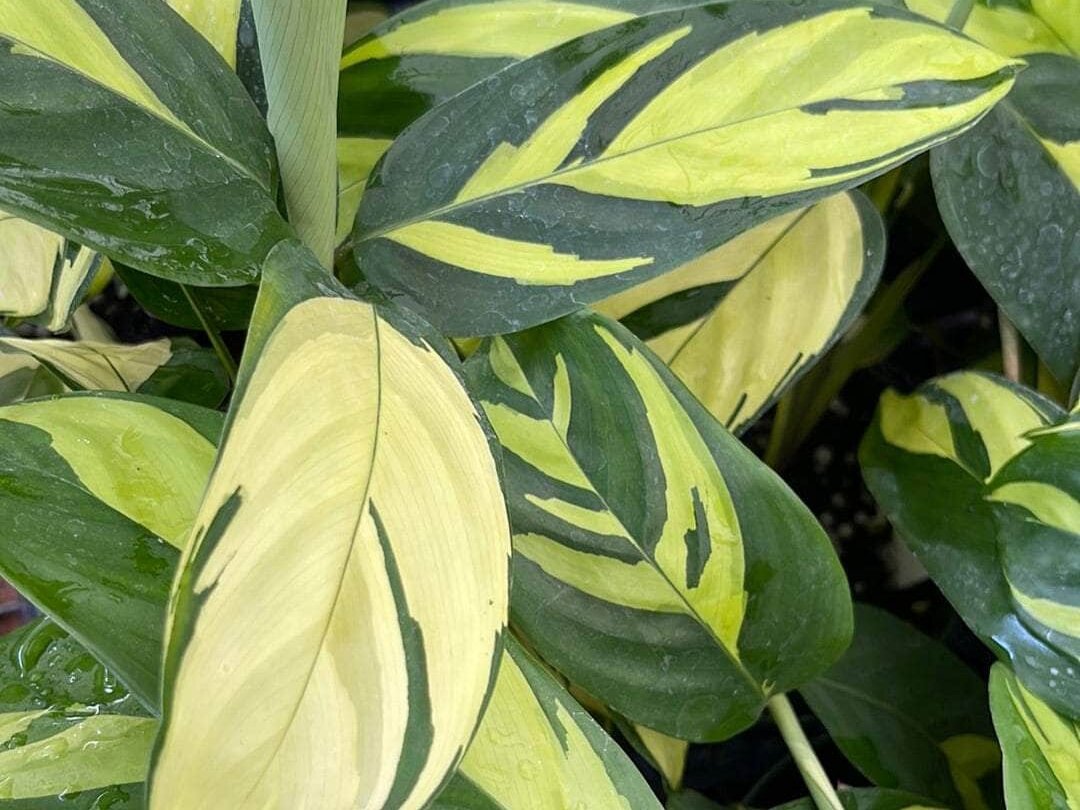 Ктенанта Лубберса. Фото: gabriellaplants.com