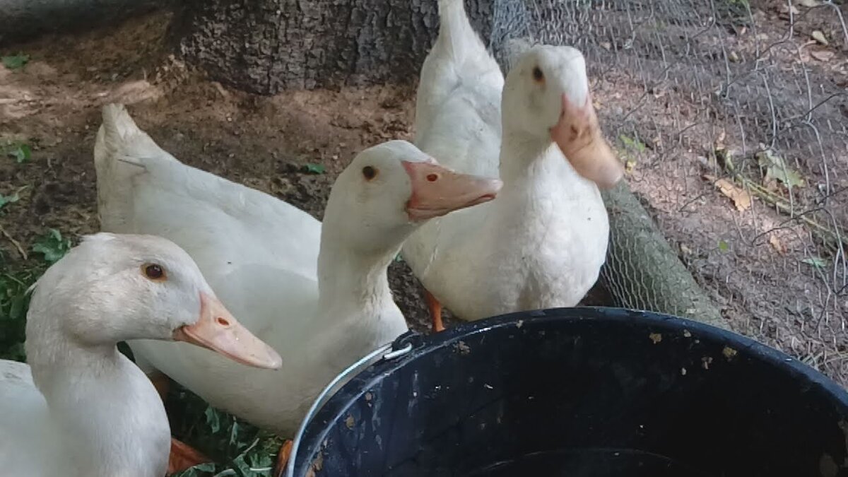 Три весёлых утки