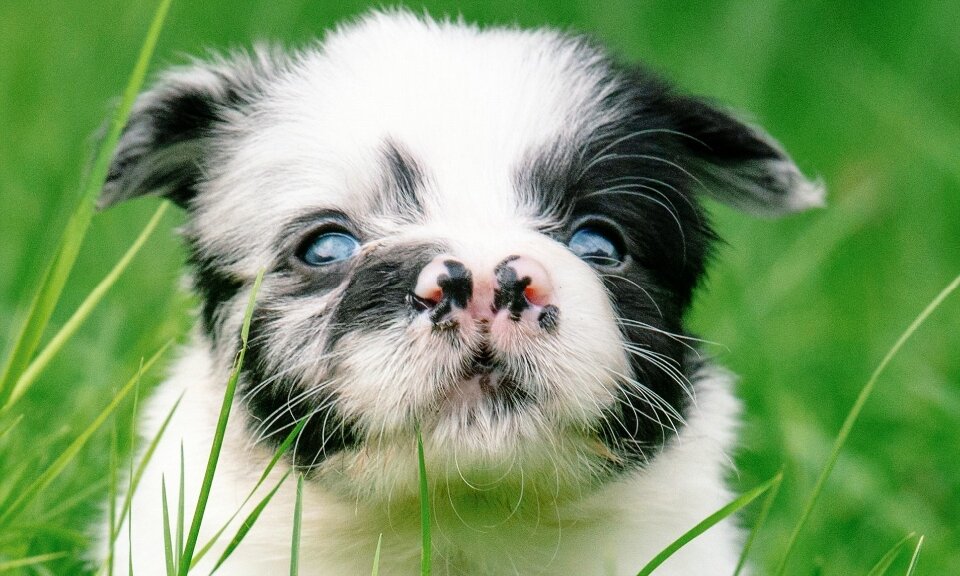 Щенок с дефектом, но несмотря на это он очень милый