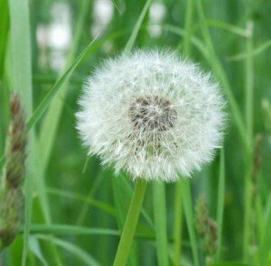 Лечение одуванчиком