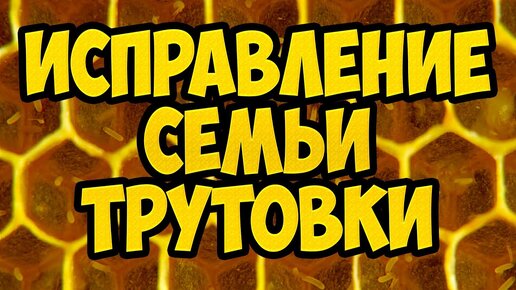 Ошибки пчеловода. Исправление семьи трутовки. Как исправить семью трутовку.