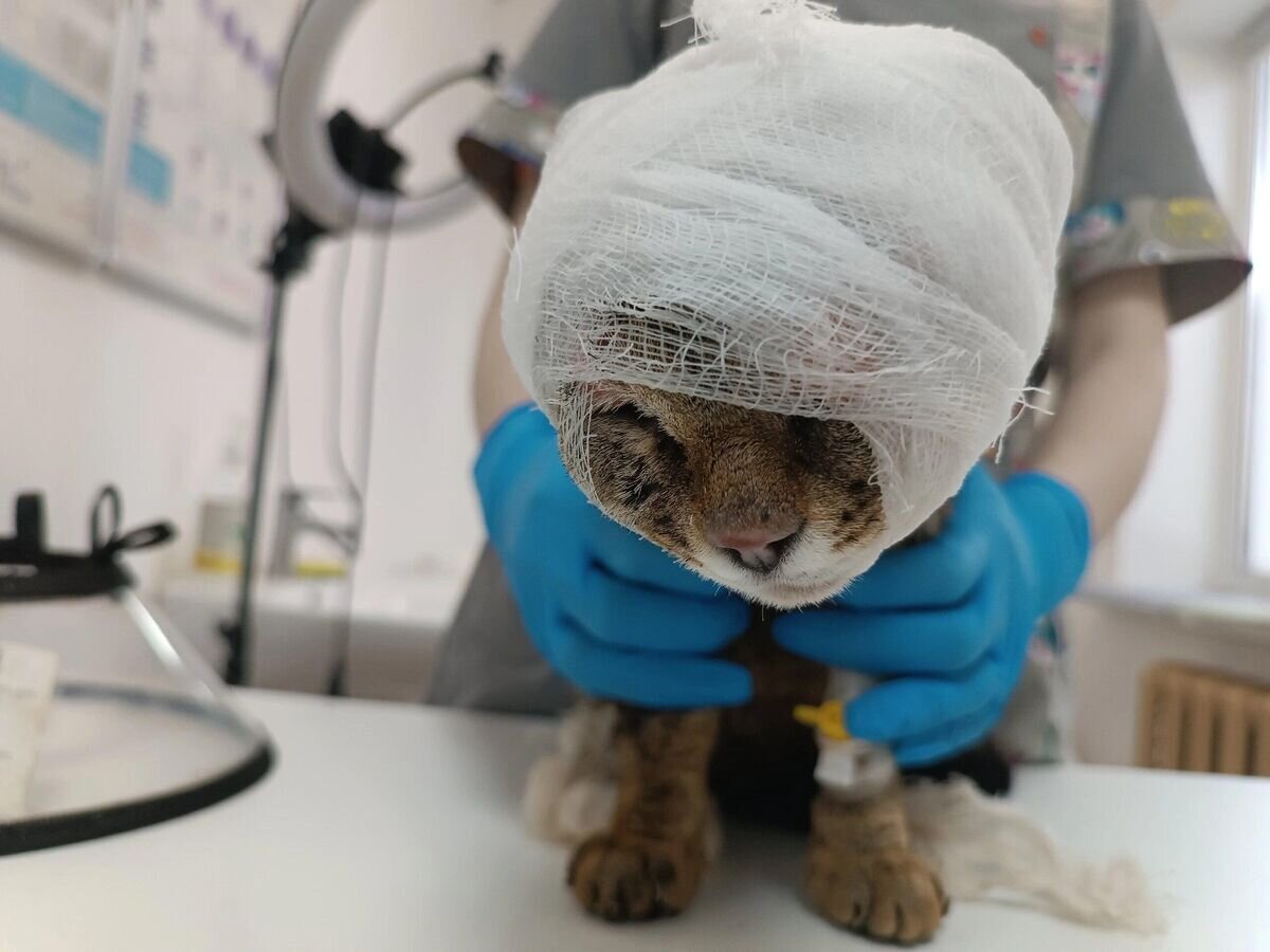    Кошка Удача© Фото : предоставлено Натальей Субботиной