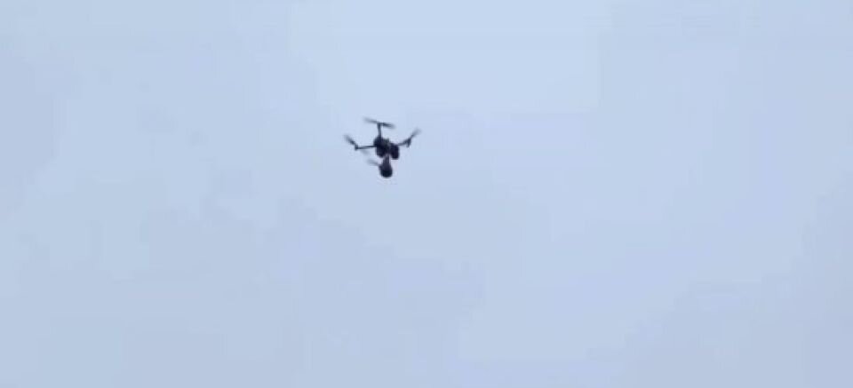    "Тарантул-птицелов". Источник: кадр видео "Раzведка Сибирь" в Telegram