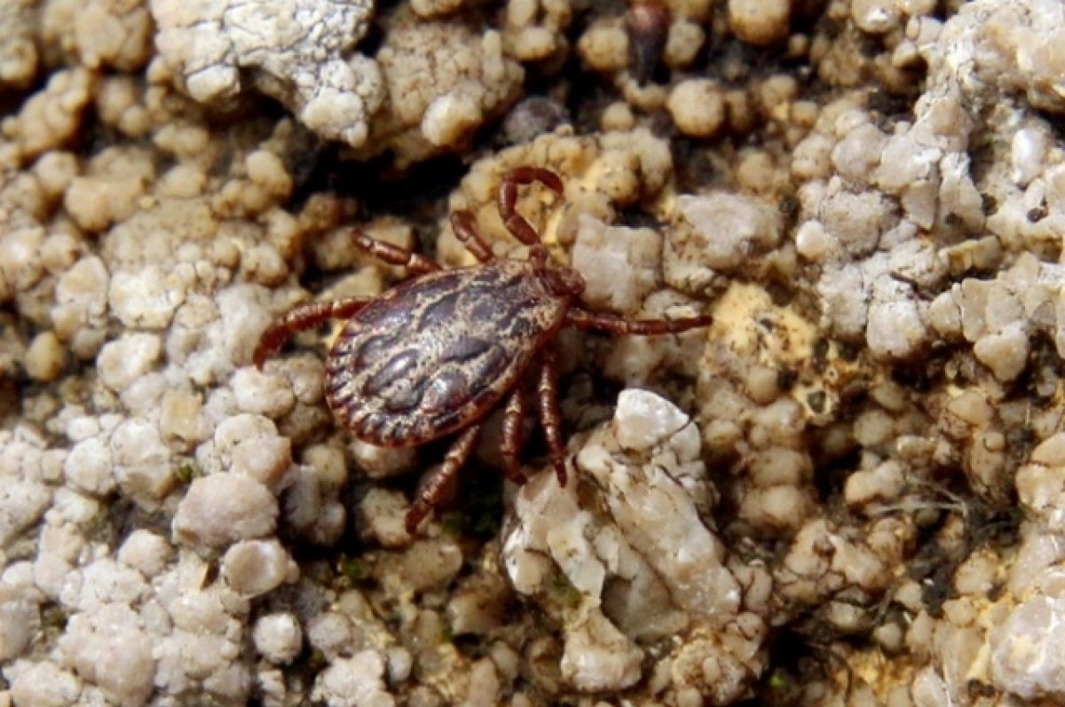    Роспотребнадзор напомнил о сезоне активности клещей в Самарской области