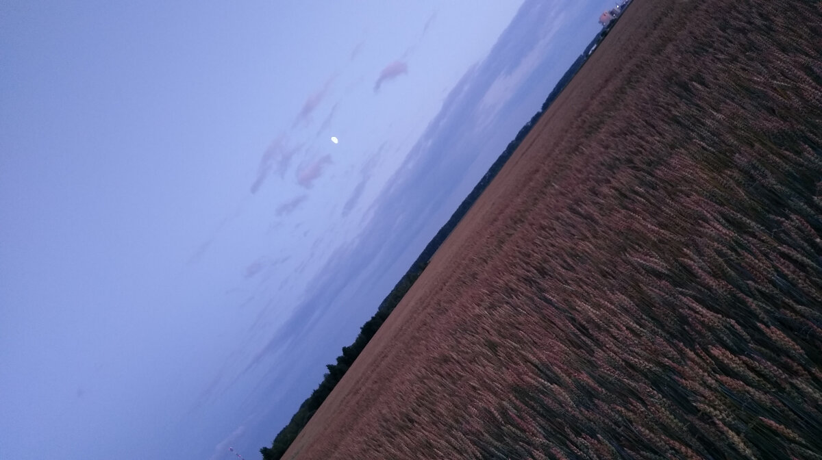 нива жизни. поле пшеницы