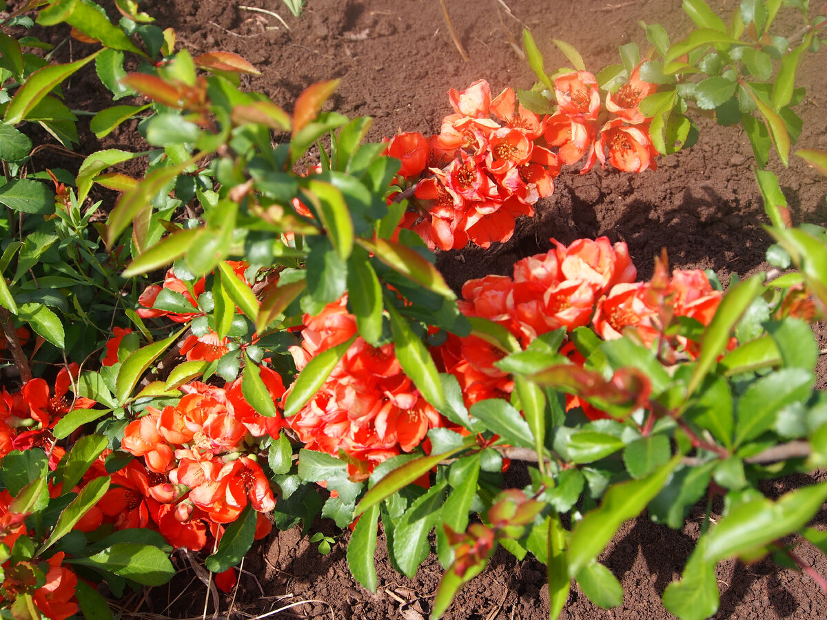 Цветут наши кусты