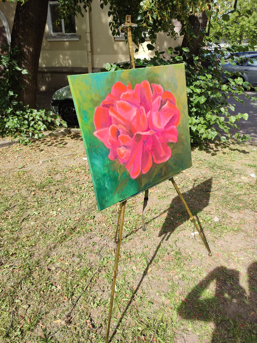 комнатные растения 2 класс окружающий мир. какие есть цветочки. комнатные растения в детском саду. комнатные растения старшая группа. сансевиерия микадо.