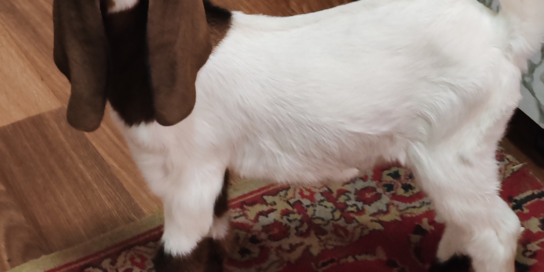 У нас пополнение