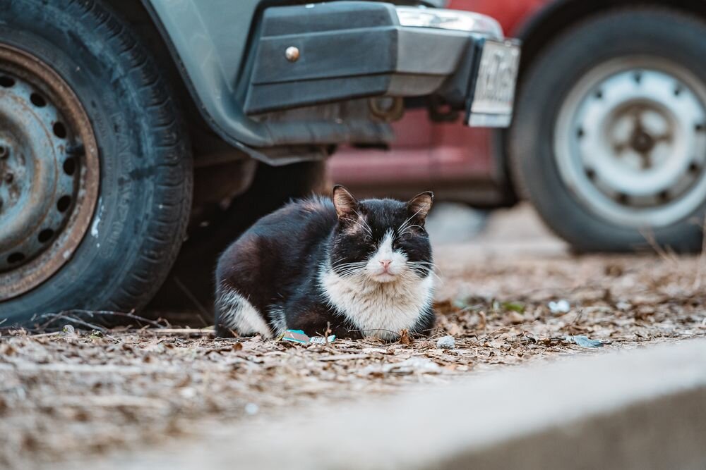 Фото: Леонид Смирнов/РИА Верхневолжье
