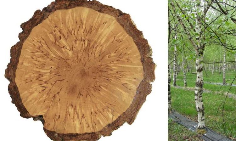    Российские исследователи раскрыли загадку воспроизводства карельской березы с ценной древесиной