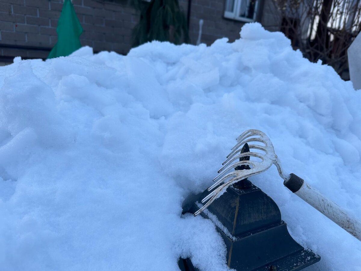 Я всегда стараюсь разбить наст над лужайкой и почвопокровными растениям. Специально прочищаю к нем тропинки, чтобы можно было подойти. Фото автора.