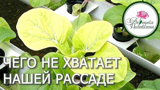 С рассадой что то не то: изучаем, что ей не хватает