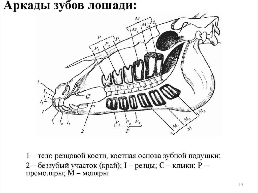 Зубы лошади. 