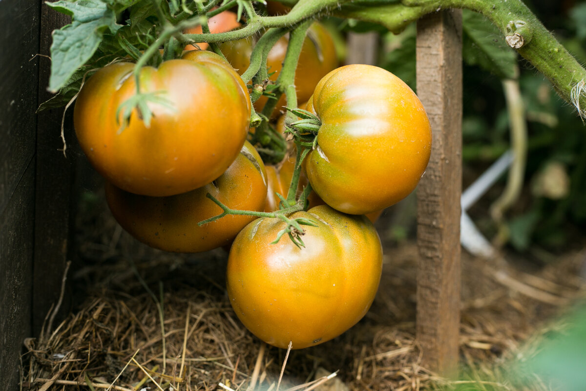 Когда снять помидоры на рассаду 2024