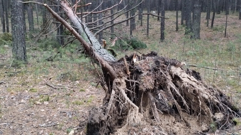     Ураган в Барнауле. altapress.ru