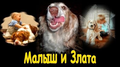 Спаниелька Злата в семье, где родился Малыш