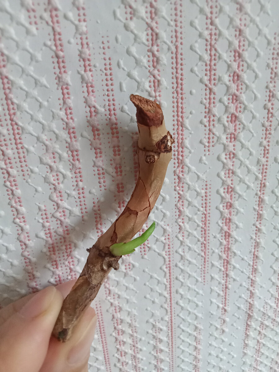 Это тот же черенок, что сверху🙂но с другой стороны 