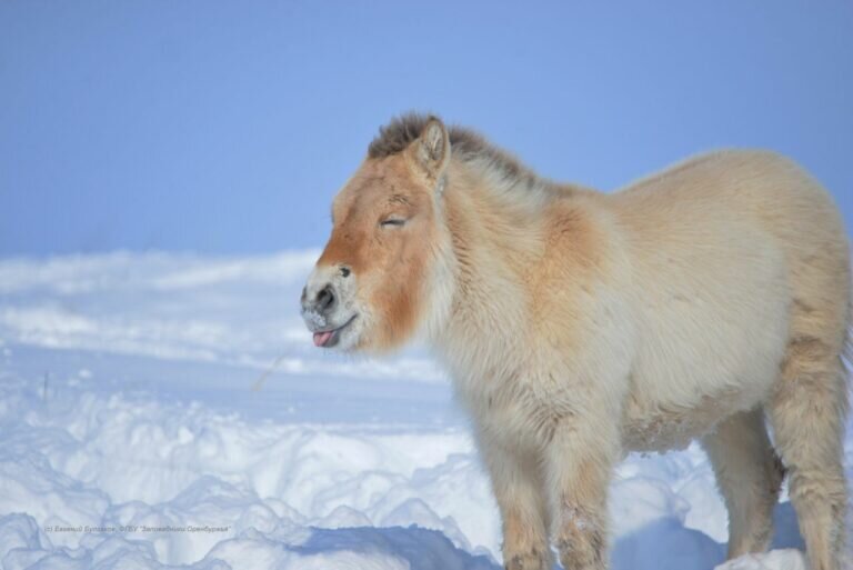    Лошади Пржевальского недовольны: В Оренбуржье задержалась зима и в полях снег Белов Михаил Александрович