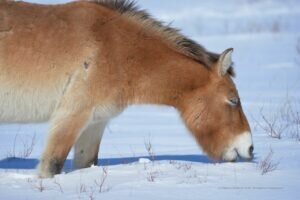  📷    Лошади Пржевальского недовольны: В Оренбуржье задержалась зима и в полях снег Белов Михаил Александрович