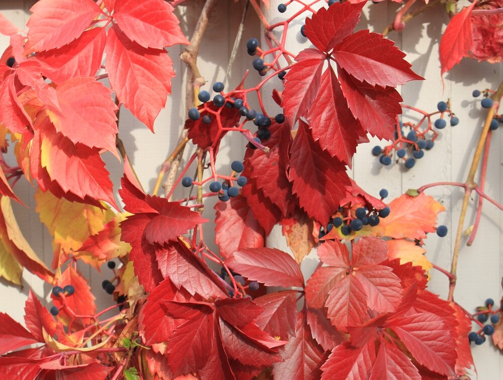 Созревшие грозья винограда девичьего с семенами