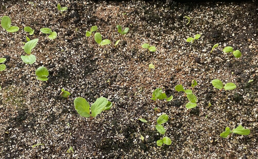 Всходы лимонника