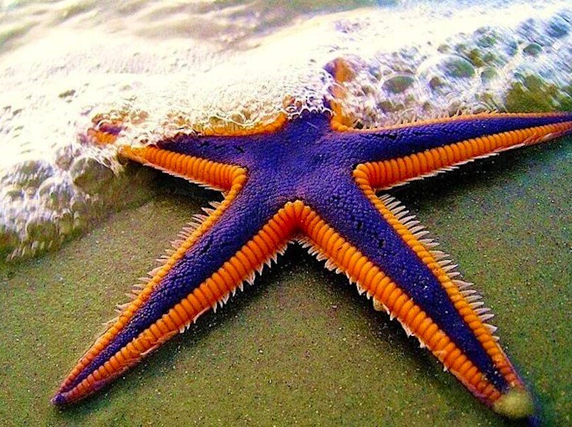 Морская звезда. Фото с сайта https://travelask.ru/