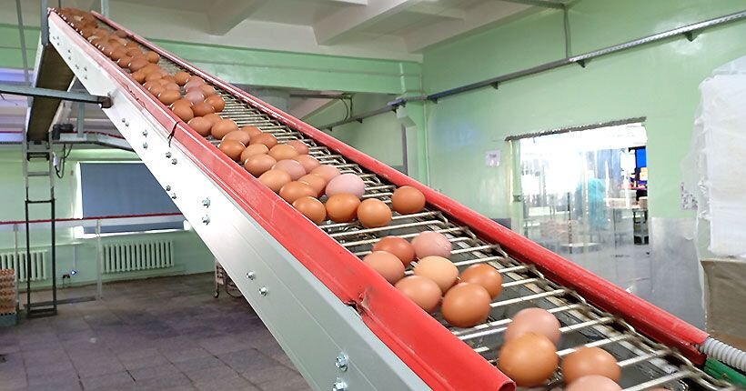 Ежегодно на птицефабриках НСО производится около милларда куриных яиц. 