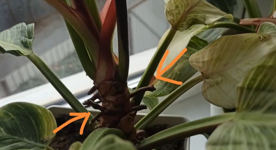 Воздушные корни Биркина