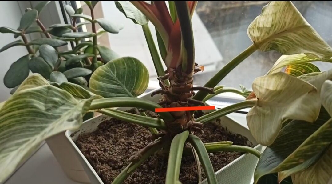 Место обрезки филодендрона