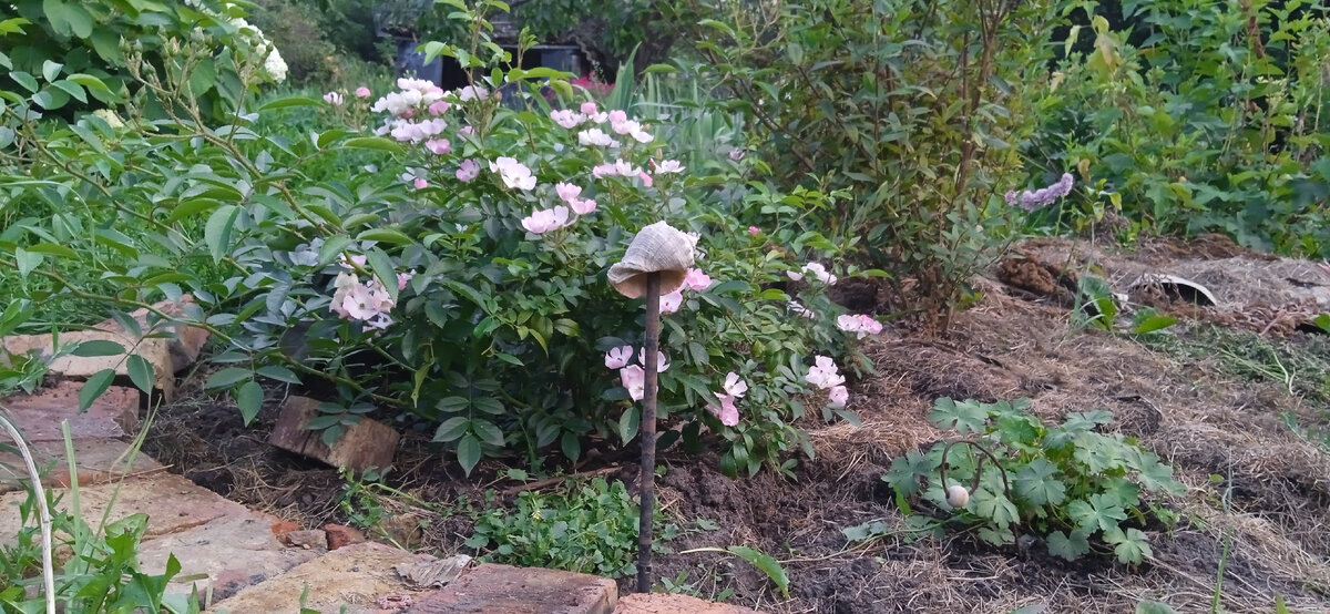 Мускусная роза Балерина, первый сезон в моем саду