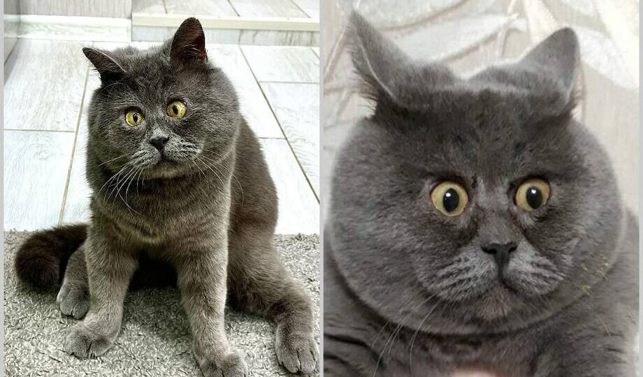 16 фото ростовского кота Феди, который покорил соцсети