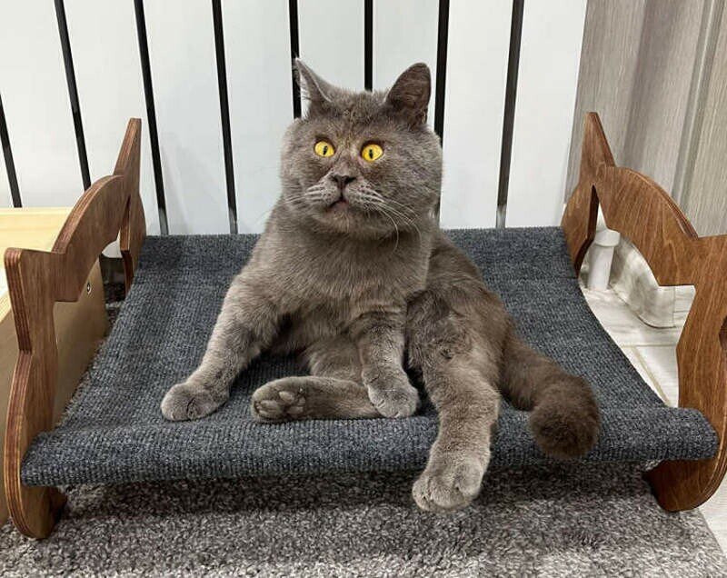 16 фото ростовского кота Феди, который покорил соцсети | TravelAsk | Дзен