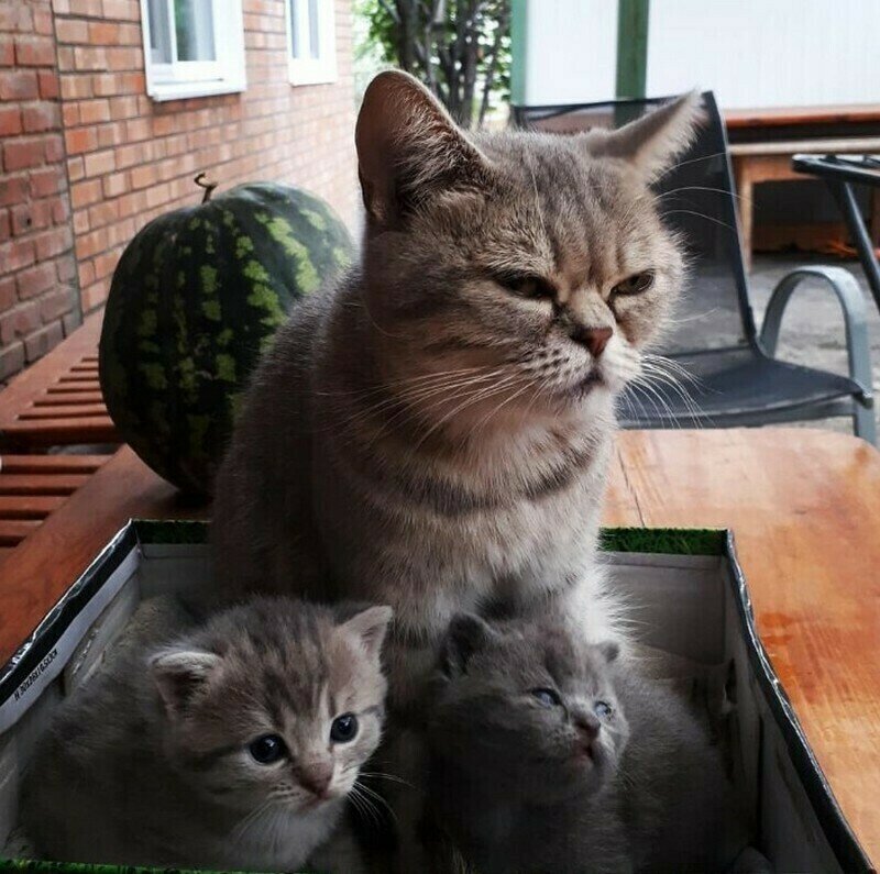 16 фото ростовского кота Феди, который покорил соцсети | TravelAsk | Дзен
