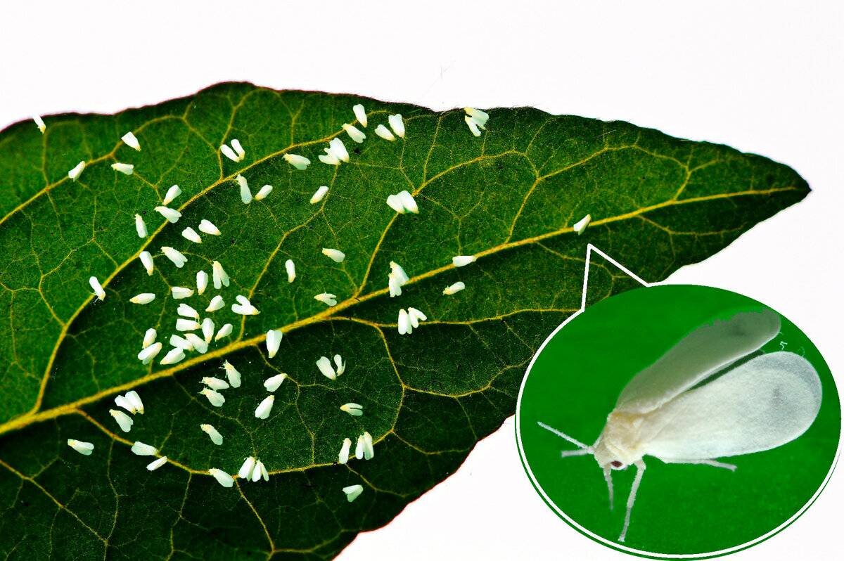 фото с сайта sezon-dacha.ru