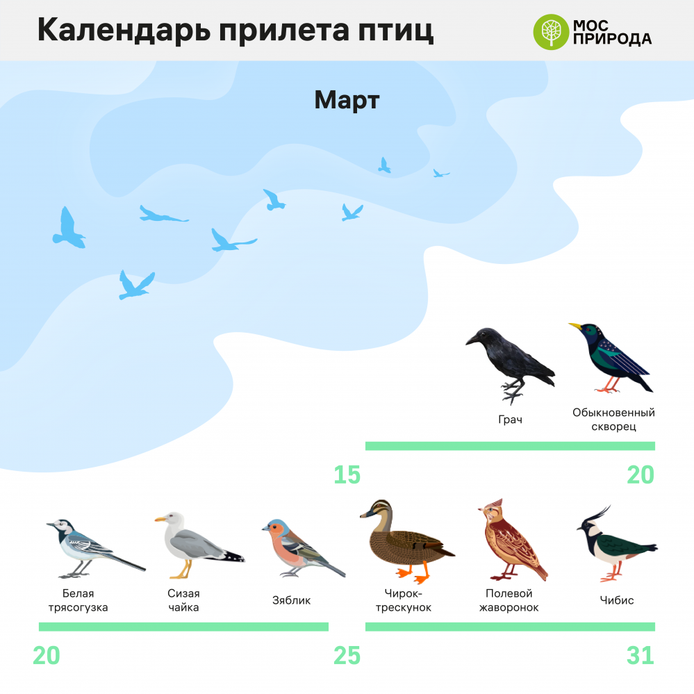 Совы прилетели. Какие птицы уже вернулись в Москву | Аргументы и факты –  aif.ru | Дзен