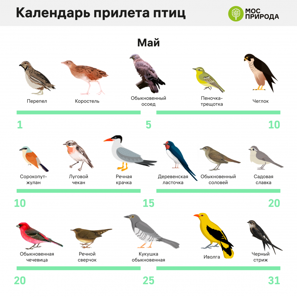 Какие птицы прилетают с юга первыми. Птицы средней полосы прилетающие весной.